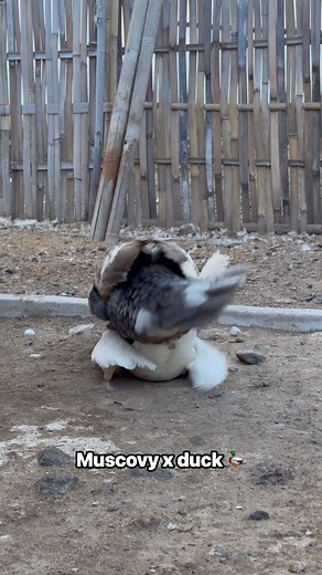 Waaah 🫨🫨🦆💦 #muscovyduck #farming #animal #farmlife #reals #vidioviral #animalfunnymoments | Duck Go
