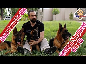 German Shepherd Dog Transformation – Small to Large