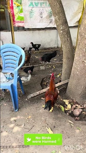 Our Backyard Country Chicken Farm Setup 🐔🏡 | Shed Structure & Free Range Space