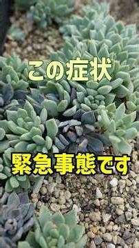 [Before Your Succulents Suddenly Wither] Here’s what you can do.