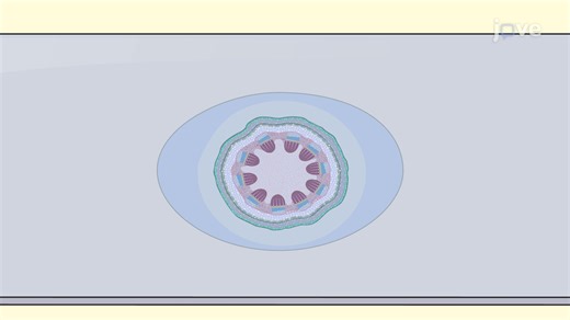 视频: 木质素的 Maule 染色:一种表征拟南芥茎切片中木质素分布的技术 - 实验