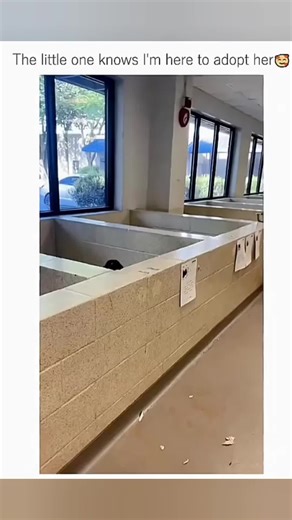 Funny Cute Dogs compilation 😂 #doglover #funnydogs #dogsoftiktok #dogscompilation #usatiktok🇺🇸