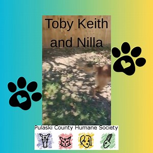 These two are the best of friends. They ruff house, they have pool parties, and they love to shake it off on the humans. You can find more information about these two by visiting PetFinder.com. Nilla is ready for her forever home. Toby Keith is available for preadoption (he has a vet appointment coming soon). 🥰 | Loving Paws Adoption Center (Pulaski County Humane Society)