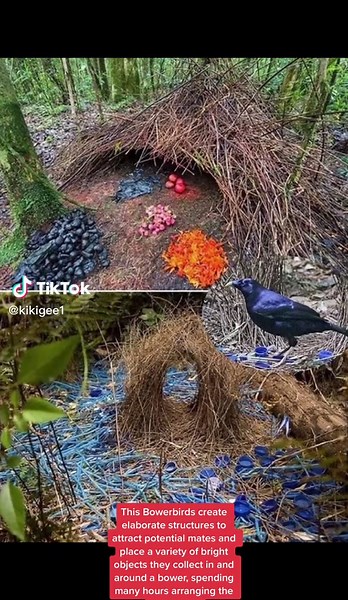 Bowerbirds Nest Building: The Art of Attracting Mates