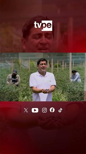 Peruvian blueberries for the world: global leaders with flavor and power in the "Peruvian Market"