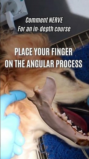 Learn veterinary dental nerve blocks