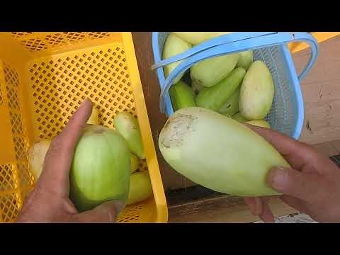 バナナまくわうり初収穫野菜の形と規格 学校給食をオーガニックへ問題200807