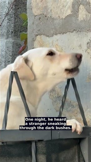 The Stray Hero Who Outsmarted An Army 🐶🐾