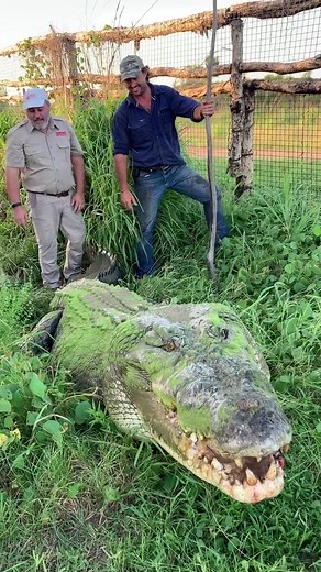 Encountering a Giant Crocodile with Matt Wright