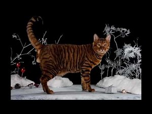 Toyger cats History, Personality, Health, Care