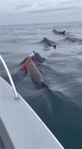 Promptopia AI | A pod of dolphins glides through calm ocean waters, but one has a wild surprise—a live octopus draped completely over its head like a hood!... | Instagram