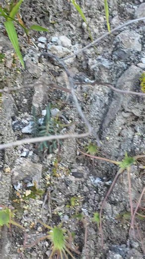Pinguicula gypsicola is a carnivorous plant that only grows in gypsum at elevations of 4,000'-5,000' in Sna Luis Potosí, Mexico. It experiences summer rain and mostly dry winters. It has tight rosettes of winter "dry season leaves" and summer "rainy season leaves" that resemble long tentacles which is has for the rainy hotter season. I was surprised to see a number of South Texas plant species growing nearby despite the very mild climate in Mexico this time of year, such as Senegalia berlandieri