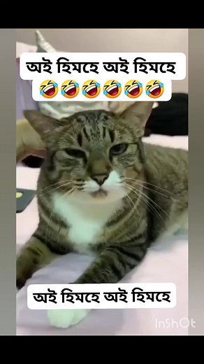 Catslover... #tasnuvayasmin #animals #nature #animal #wildlife #love #pets #cute #pet #photography #dog #naturephotography #dogs #wildlifephotography #animallovers #cats #cat #petsofinstagram #animalsofinstagram #instagram #dogsofinstagram #photooftheday #art #birds #animalphotography #instagood #catsofinstagram #petstagram #puppy #zoo #bird | Tasnuva Yasmin