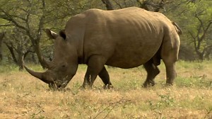 10K views · 143 reactions | A bull rhino refuses to share a watering hole with a vulnerable mother and her calf. Watch a marathon of Animal Fight Night starting today at 4/3c on National Geographic. | National Geographic TV | Facebook