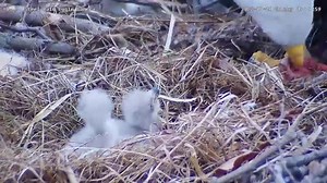 177K views · 11K reactions | Check out the eaglet feeding at the United States Steel Corporation bald eagle nest earlier this morning. Both eaglets are doing well! Watch the live stream here 24/7: https://pixcams.com/uss-eagles/ #pixcams #uss #ussteel #eagles | PixCams | Facebook
