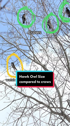 Northern Hawk Owl vs. Crow: Size Comparison
