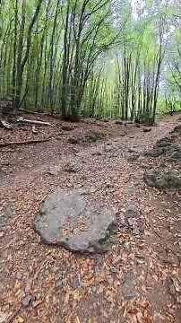Relaxing Footsteps in the Forest | ASMR Nature Walk (4K)