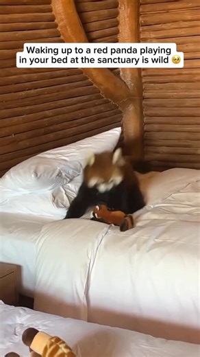 Wildlife & Animals on Instagram: "Red pandas are small, tree-dwelling mammals native to the Himalayas and parts of China. In the wild, their numbers are declining because of habitat loss, deforestation, and poaching. However, they tend to do better in captivity since sanctuaries and zoos provide safe environments with plenty of food, trees for climbing, and protection from predators. These settings also support breeding programs that help increase their population and preserve the species. Video