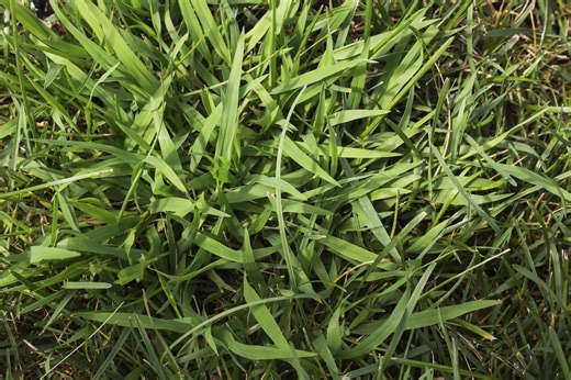 Want to get rid of crabgrass? Here’s the best defense for your lawn