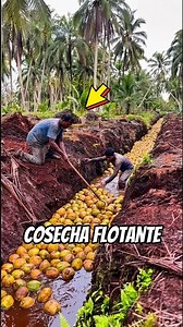 You Won't Believe How They Use Mature COCONUTS in Indonesia! 🥥