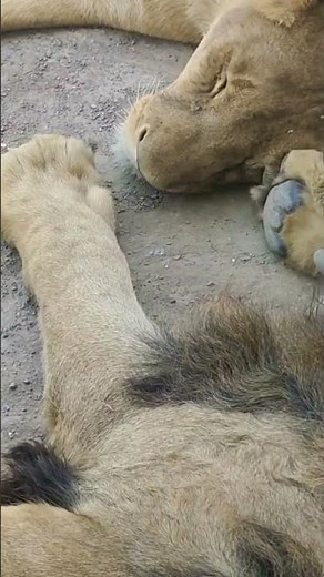 Lioness Sleeping in Feet of a Lion | Most Obedient Wife | Lions Sleeping | Lioness | Lions 🦁 Safari