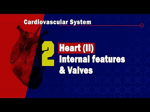 𝟐. 𝐇𝐞𝐚𝐫𝐭 (𝐈𝐈) (𝐈𝐧𝐭𝐞𝐫𝐧𝐚𝐥 𝐟𝐞𝐚𝐭𝐮𝐫𝐞𝐬 & 𝐕𝐚𝐥𝐯𝐞𝐬) 🫀❤️️ 2️⃣ (السمات الداخلية وصمامات)