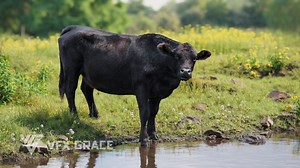 VFX models - Black Cattle Animated | VFX Grace