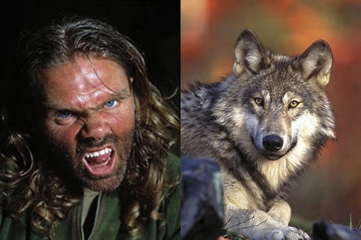 Meet the man who lived with wolves