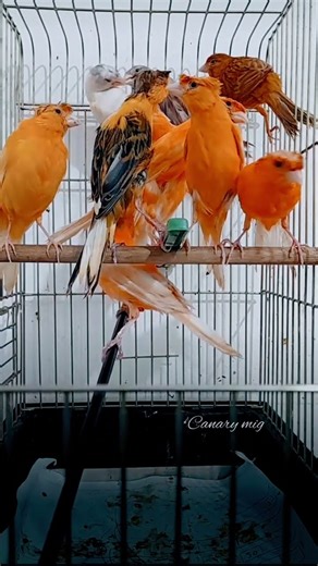 A Stunning Collection of Beautiful Canary Birds 🐦✨