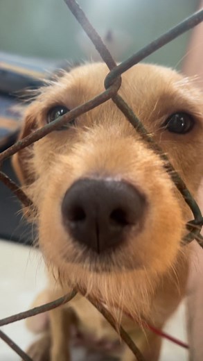 Animal Love Rescue Center in Costa Rica is overflowing with over 2,000 animals, all in desperate need of food, medical care, and shelter. This nonprofit is on the brink of shutting down, and every donation counts. Even $5 can help save lives and give these animals a second chance. Please donate through the link in my bio to help keep their shelter open 🙏❤️ animal rescue, nonprofit animal rescue, donate to animal rescue, help animals in need, save abandoned animals, Costa Rica animal rescue, res