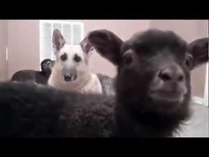 Lamb says Yeah (Yello Oh Yeah version)