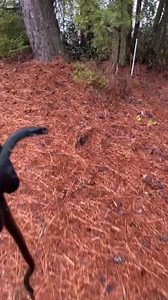 64K views · 646 reactions | Black (Eastern) Racer? Or Black Rat Snake? I found this beautiful snake at the edge of the road today. Really cold out, so it was barely able to move. And yep, I know the drill, don’t play with snakes you can’t identify!!! My bad. | Jim Shockey | Facebook