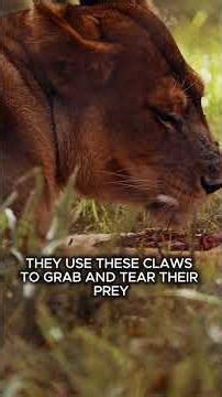 5 Deadly Lion Facts You Won’t Believe 🦁⚠️