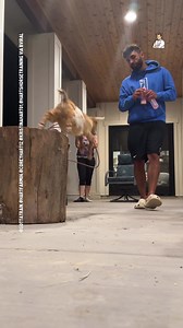 44K views · 240 reactions | This has to be the best trained goat ever...  | Dad Jokes | Facebook