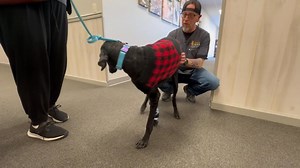 1.5K views · 60 reactions | Kevin made sure to give Bella plenty of love during her practice walks! We designed a custom wrist brace to help manage her mild carpal hyperextension, but with a twist - this brace prevents unwanted motion from the front of her leg instead of the traditional style of brace that supports from the back of the leg. | My Pet's Brace | Facebook