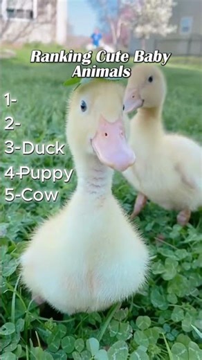 Ranking Cute Baby Animals #pets #cute #funnyanimals #fyp