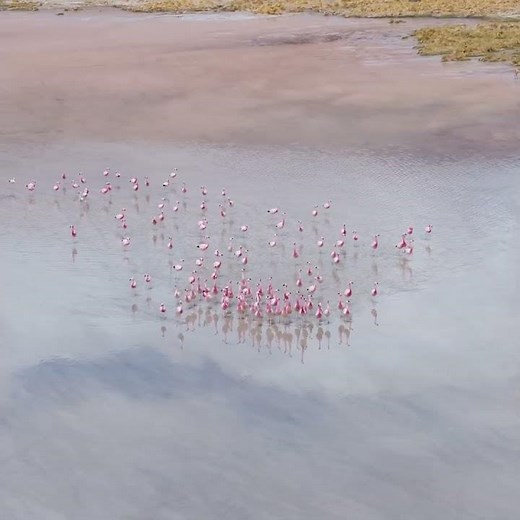 Andean Flamingos #andes #southamerica #flamenco