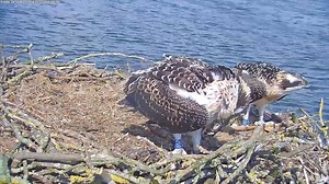 1.2M views · 520 shares | Here is the moment that 080 took his first flight at 16:03 this afternoon! He flew up and to the perch above the nest and has been sat there for a while! 礪 | Rutland Osprey Project | Facebook