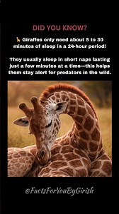 You Won’t Believe How Little Giraffes Sleep!😴
