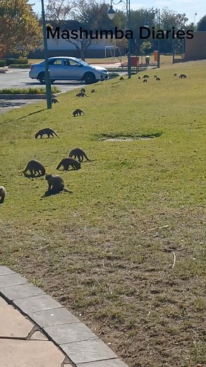 Mia/Meer Cat | MaShumba Diaries