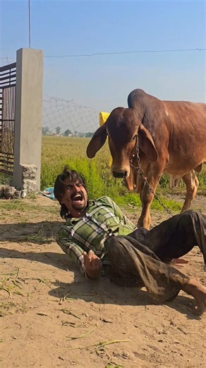 Jai gau Mata Jai shree Krishna 🙏🙏 #viral #shorts #youtube #like #new #foryou #reels #radhe #cow