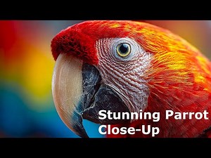 Parrot Close-Up in Ultra HD | 4K Nature Wind