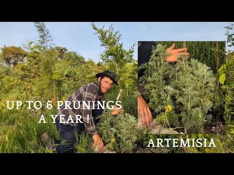 THE ARTEMISIA - AGROFORESTRY PLANTS - Part 1