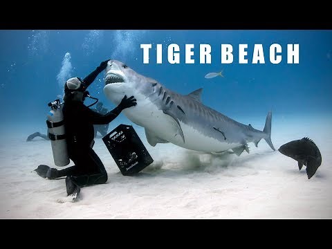 Sharks of Tiger Beach