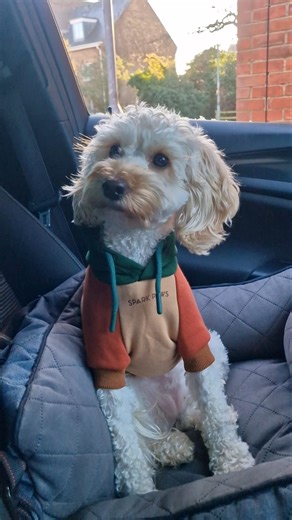 mans best friend #cute #funny #dog #pets #shorts #cockapoo #animals