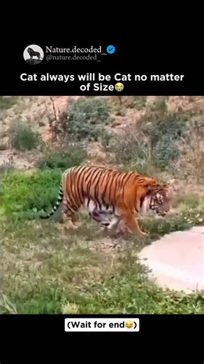 Earth | Nature | Ocean on Instagram: "Inside an enclosure, two majestic tigers are seen playfully pouncing, batting, and tackling each other - behaviors that strikingly resemble those of domestic cats. Despite their sheer power and size, these playful interactions show the shared instincts between wild and domestic felines. This roughhousing isn’t aggression - it’s social bonding and practice for hunting, agility, and dominance skills in the wild. Every leap, paw swipe, and tumble reflects natur