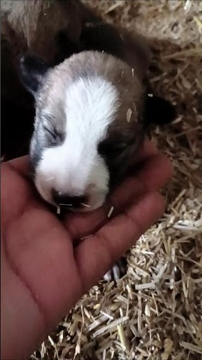 Puppies crying sound effect