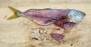 16K views · 113 reactions | By 2050, the oceans will have more plastic than fish. | Zero Waste Weekly | Facebook