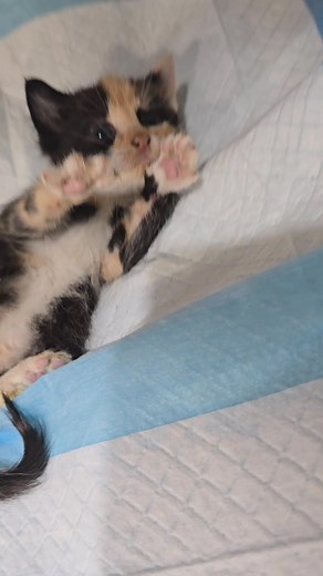 Night night from baby. We thank you for your support in helping our community's paws. 🐾🐾 #ittakesahamlet | Mozart Sympawthy Animal Sanctuary