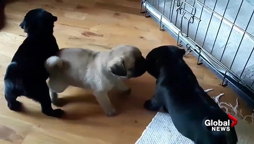 Rescued pug puppies recover in BC SPCA care
